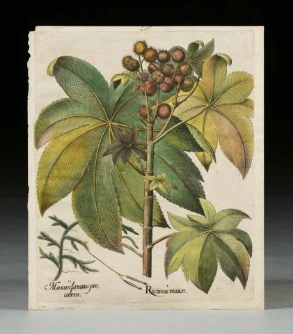 besler prints